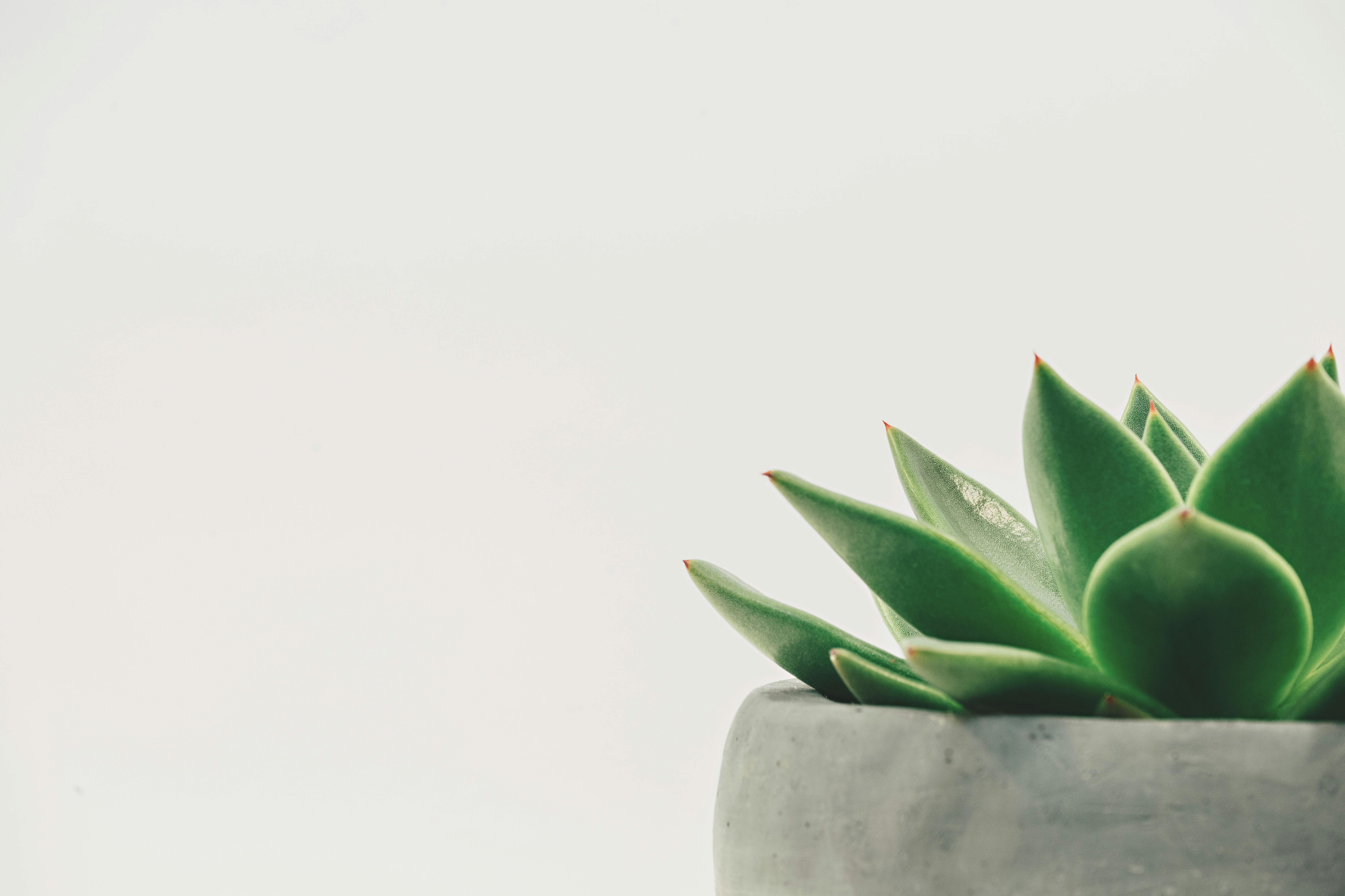 succulent plant on gray plant pot close up photo