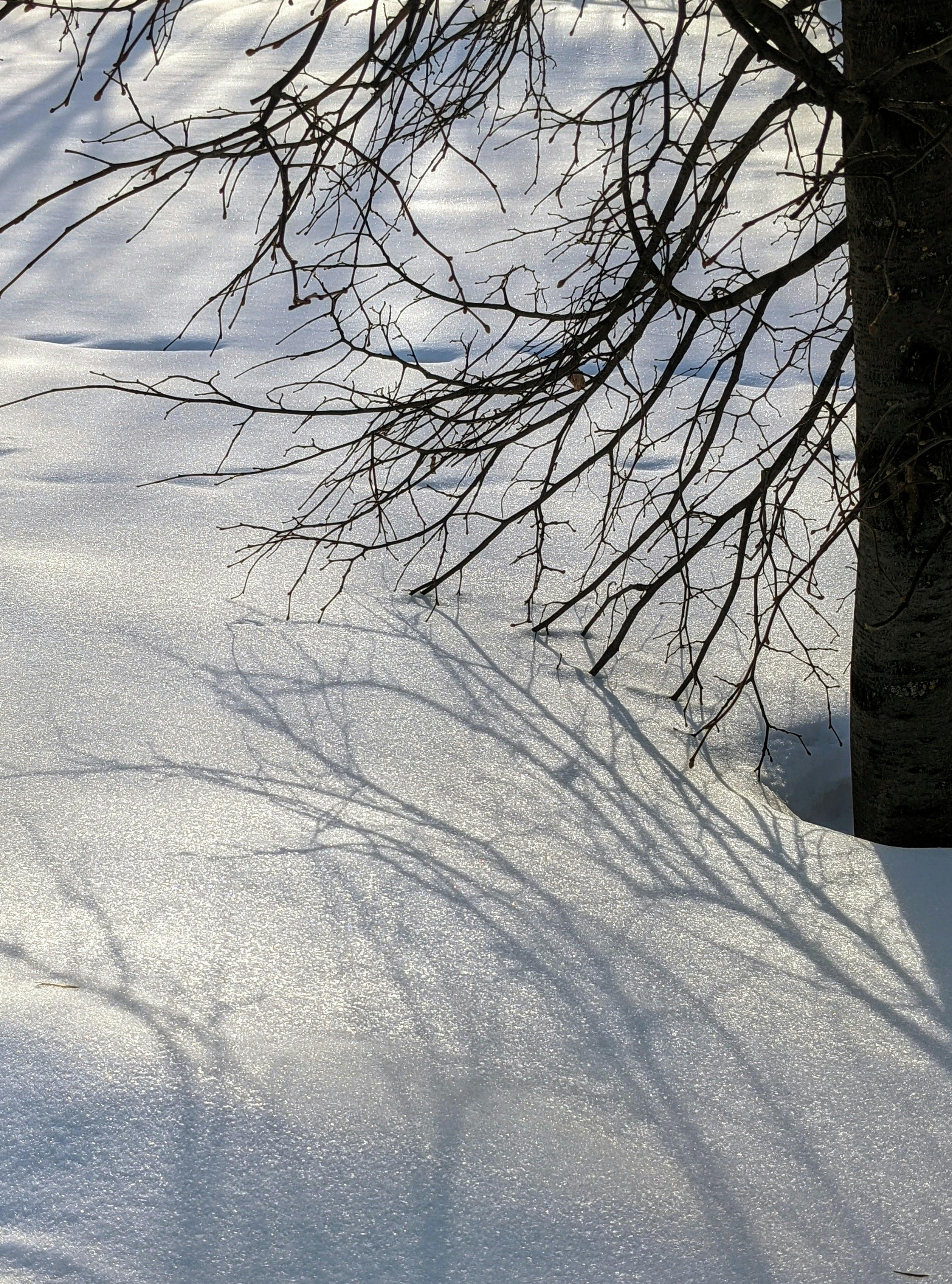 Silhouetted branches casting shadows on a snowy surface under bright sunlight.