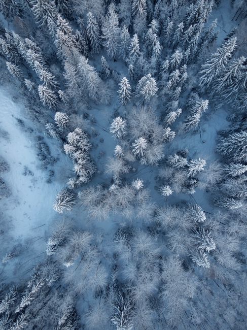 A stunning aerial shot of a snow-blanketed forest in winter, showcasing nature's serene beauty.