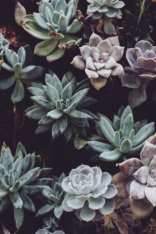 Selective Focus Photography of Green Succulents