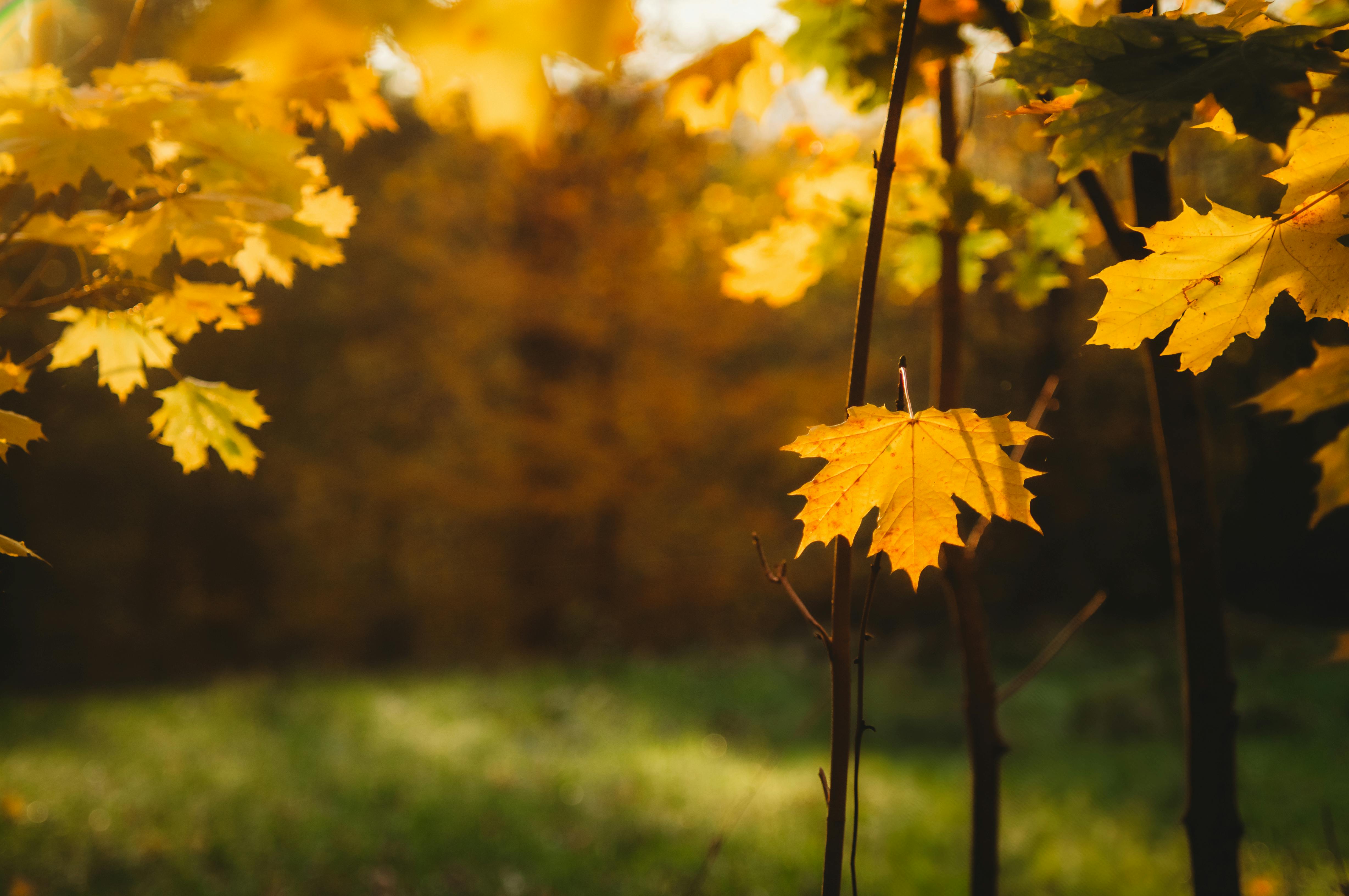 golden autumn leaves in sunlit forest