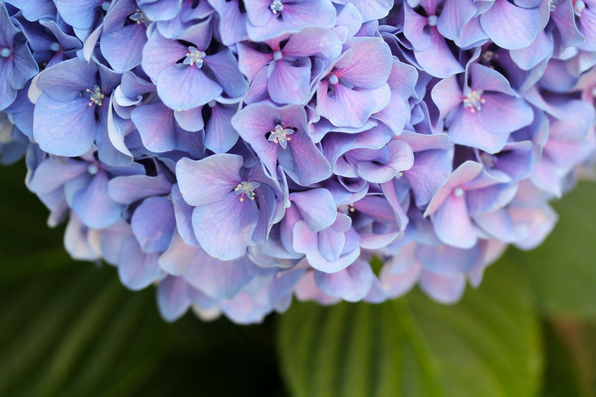 Hydrangea