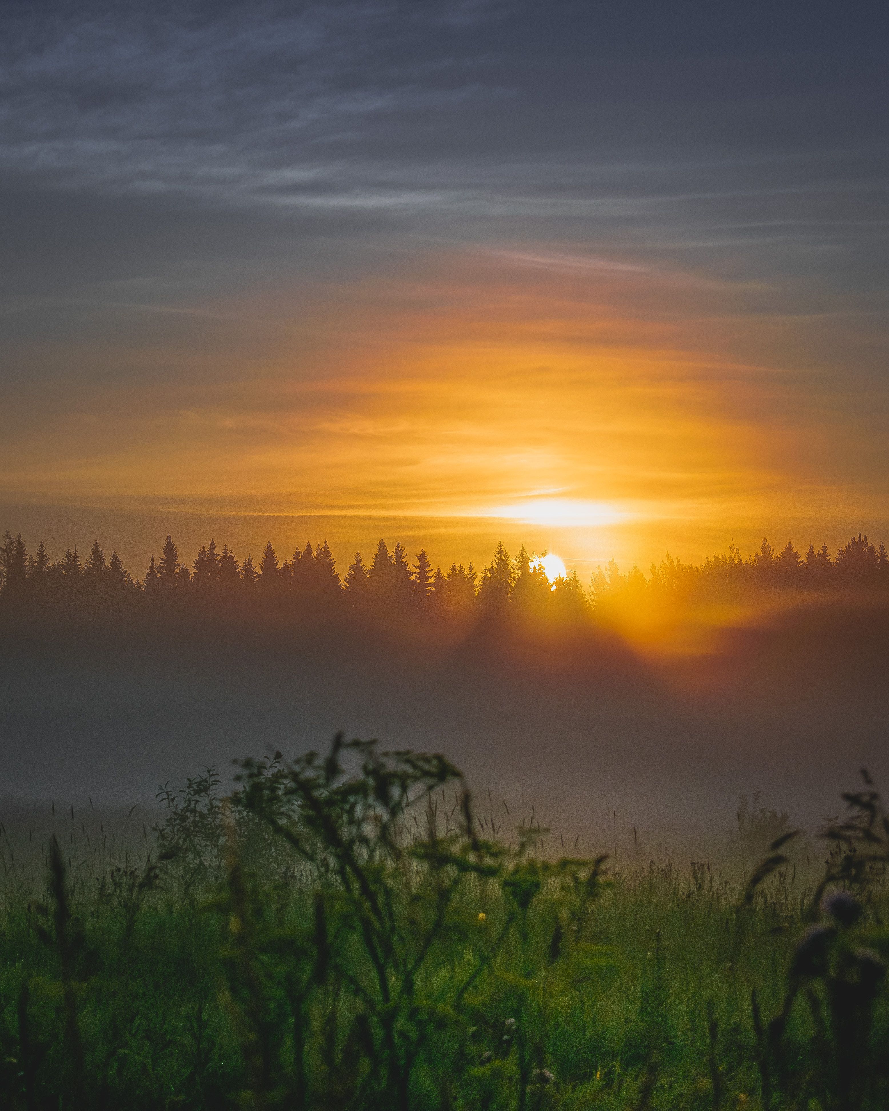 Stunning Summer Sunrise Over Misty Forest · Free Stock Photo