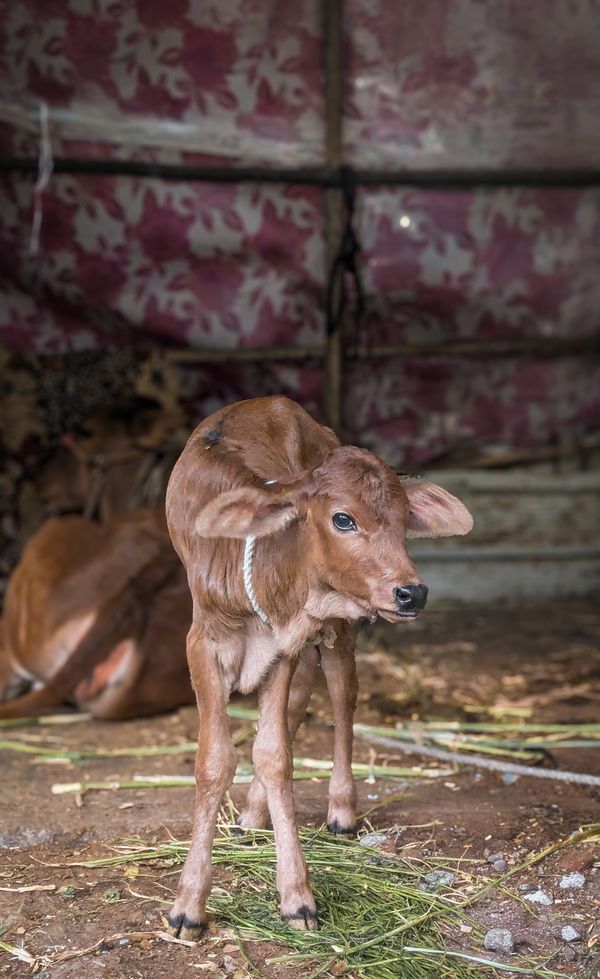 A young calf standing in a sheltered barn