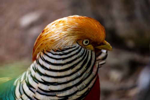 Free Close-up of a Golden Pheasant showcasing its colorful plumage and detailed patterns. Stock Photo