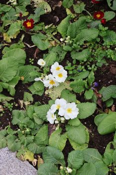 White primroses with yellow centers blooming among lush green leaves in a garden setting.