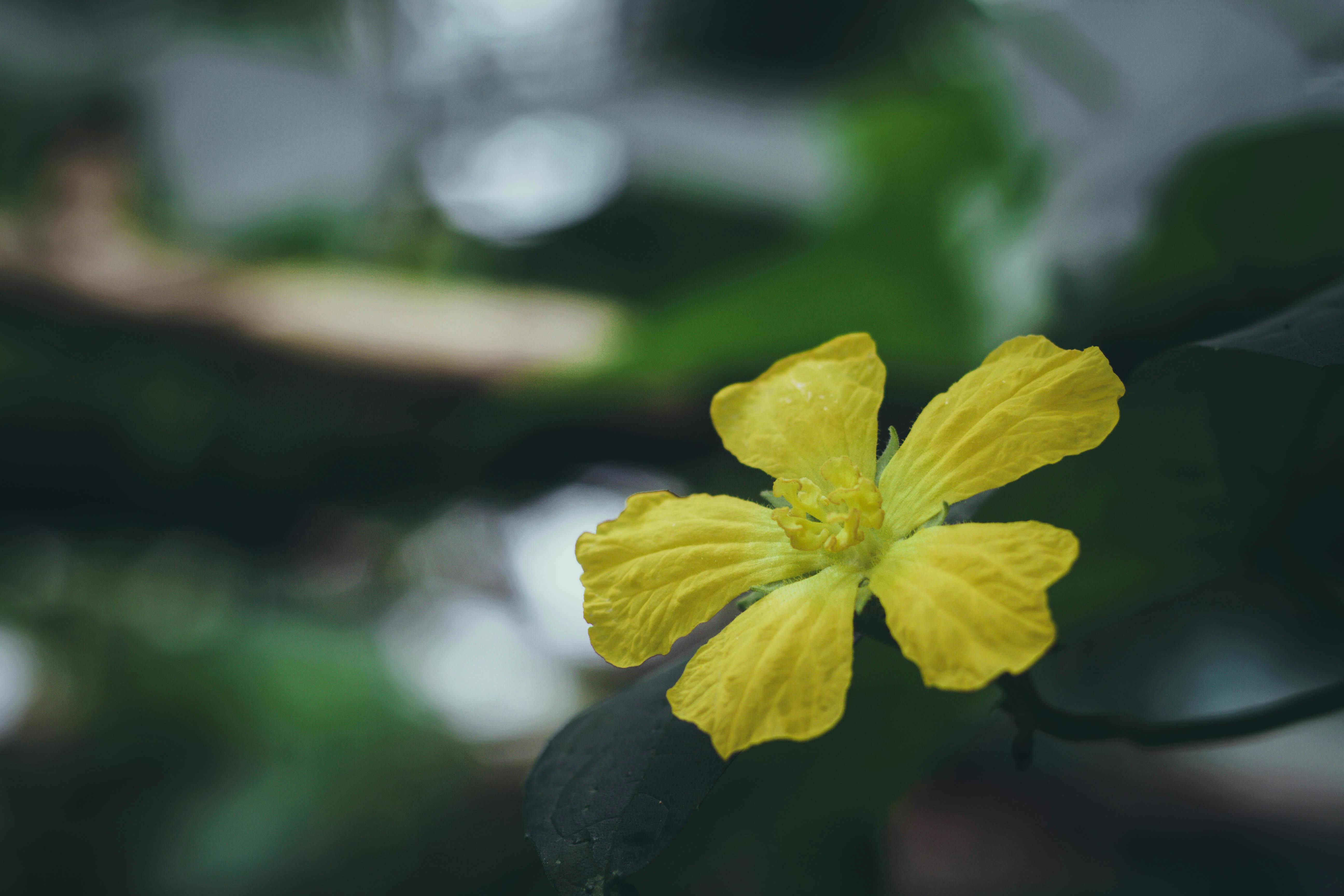 Gambar Kuning Matahari Gambar Terbaru Hd