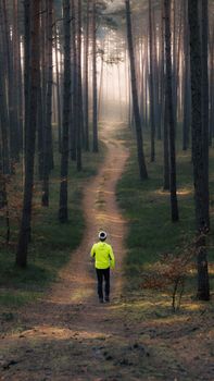 A person walks alone on a misty forest path surrounded by pine trees, creating a serene atmosphere.