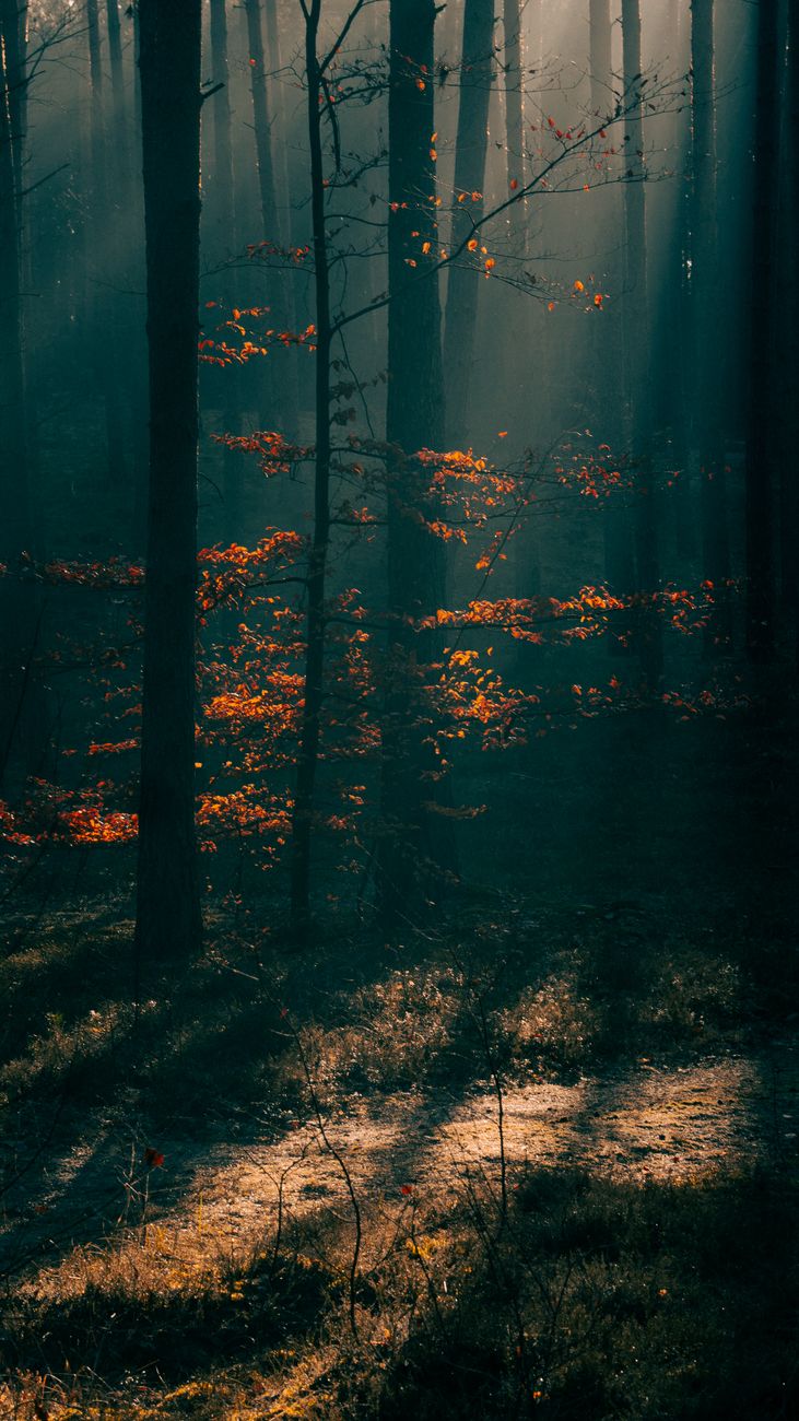 A serene autumn forest in Poland with mist and warm sunlight filtering through the trees.
