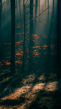 A serene autumn forest in Poland with mist and warm sunlight filtering through the trees.