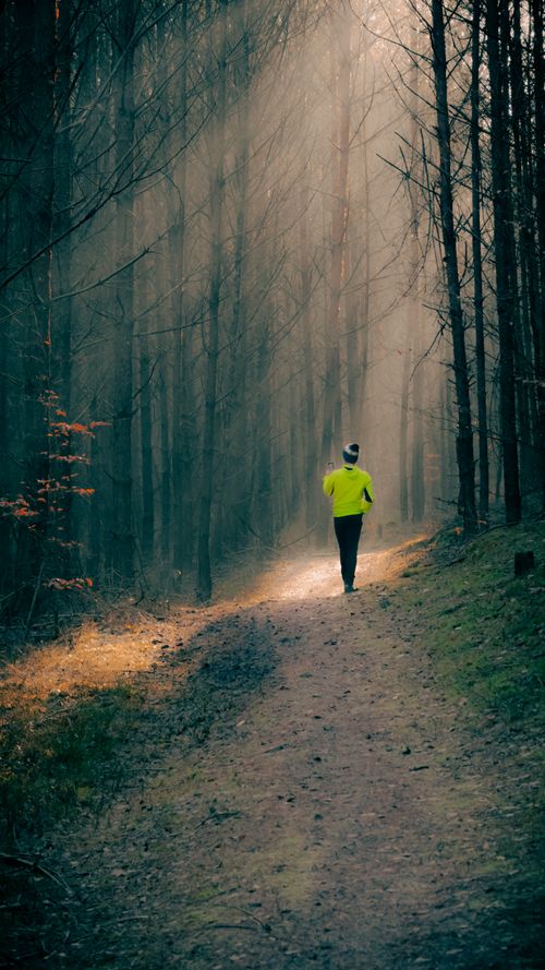 Free A solitary trekker in a vibrant jacket walks through a serene, misty forest path in Poland. Stock Photo
