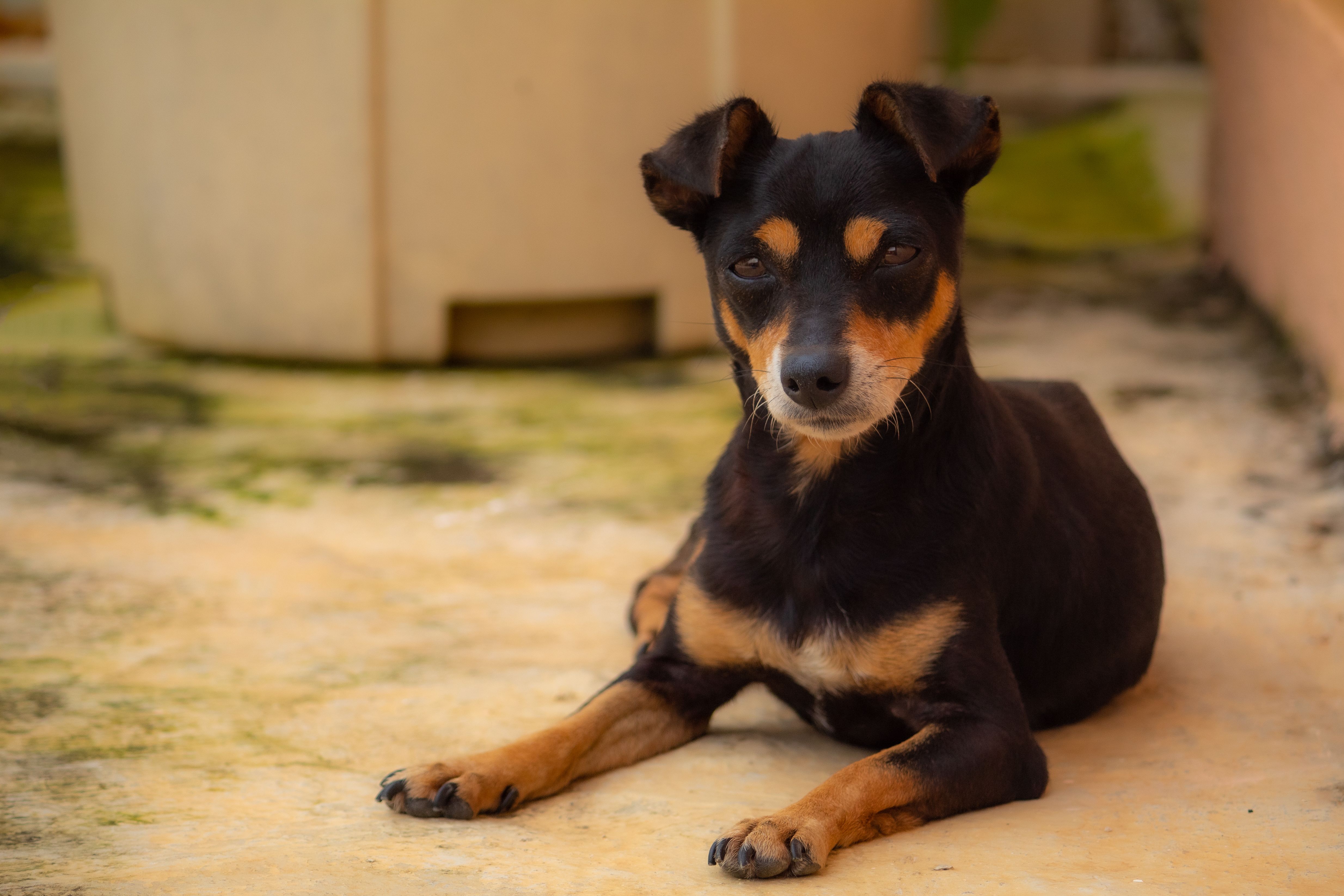 Portrait of a dog at a veterinary clinic