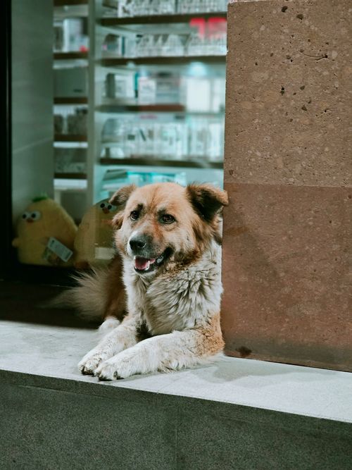Free A happy dog resting comfortably on a stone ledge near a shop window, capturing a serene and peaceful moment in Armenia. Stock Photo