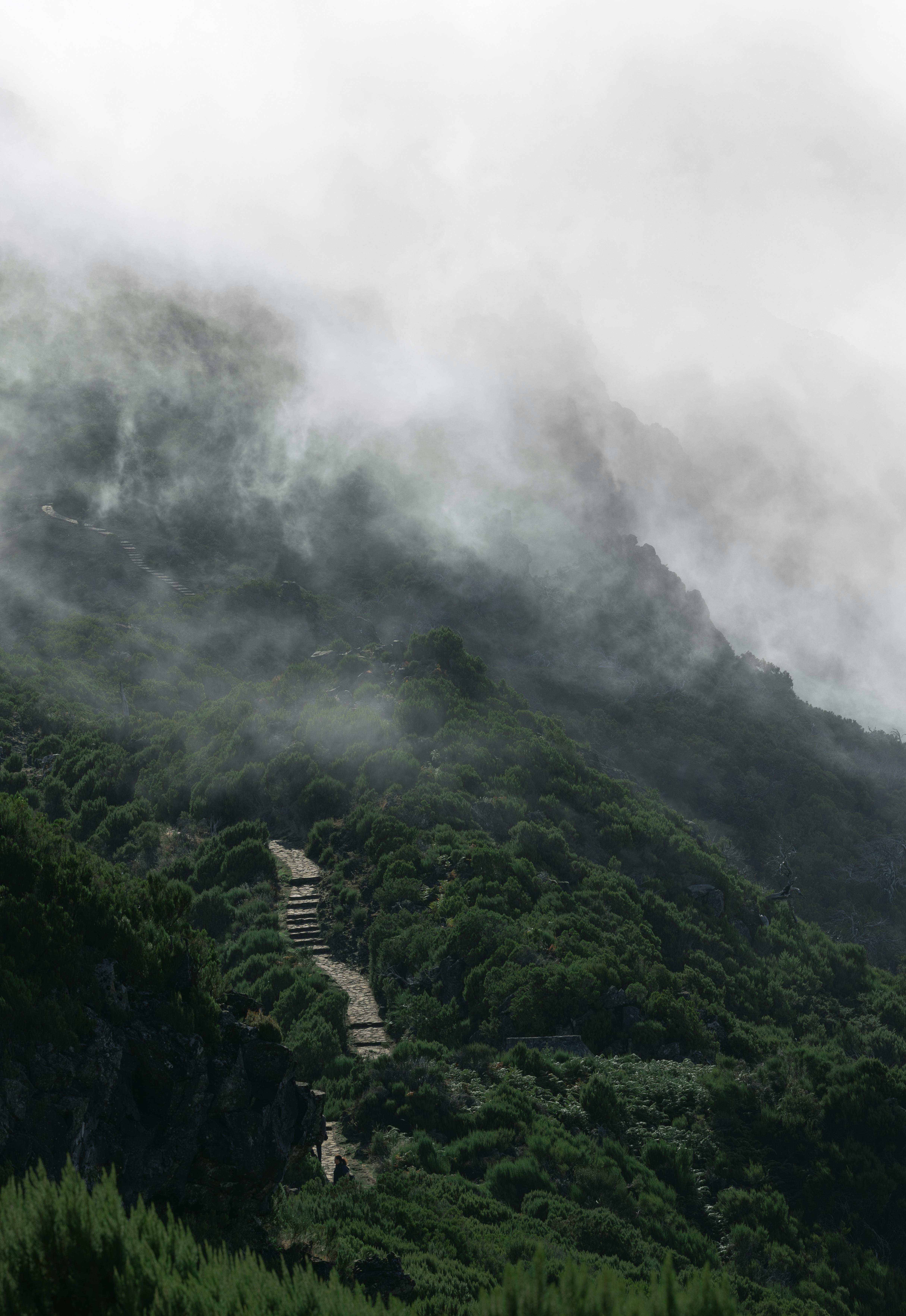 A mysterious path through lush greenery shrouded in mist in Madeira, Portugal.