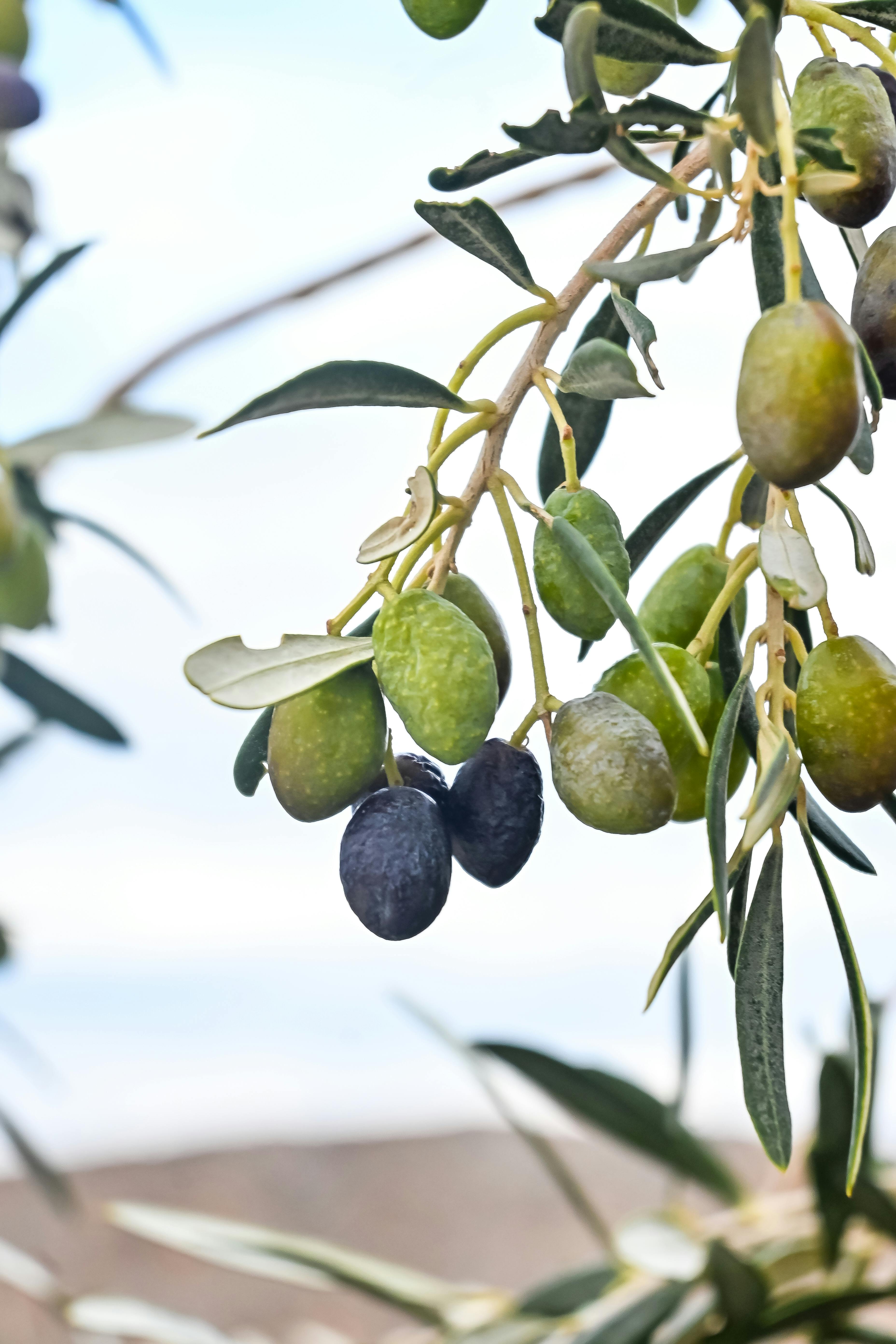 Close-up of ripe olives hanging on a branch with a clear sky background.