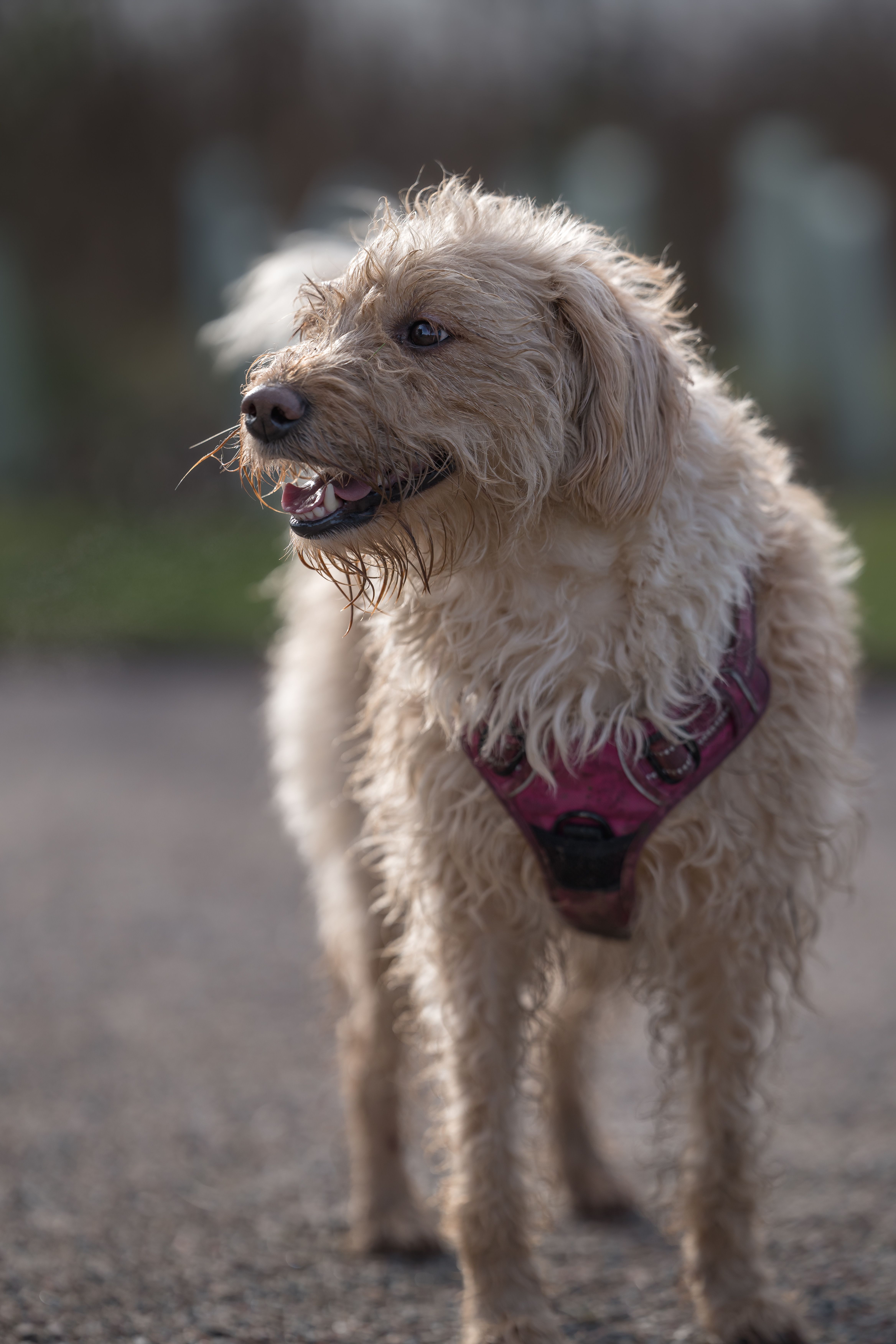Golden curly-haired dog wearing a red harness on a walk outdoors. Joyful expression.