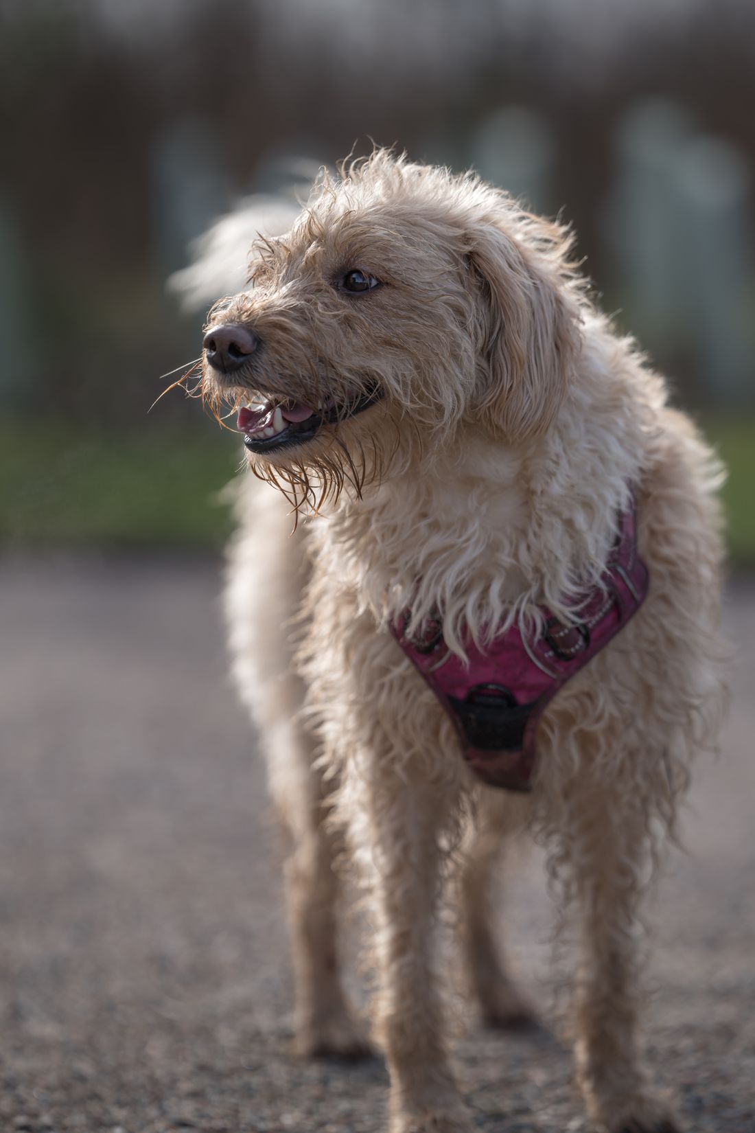 Happy curly-haired dog outdoors wearing a red harness