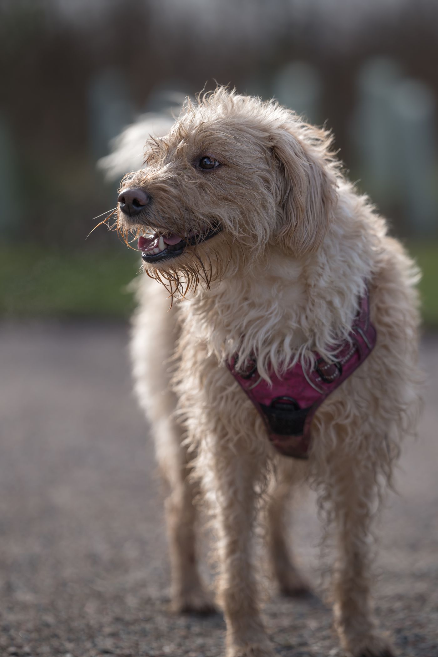 Golden curly dog wearing a red harness outdoors