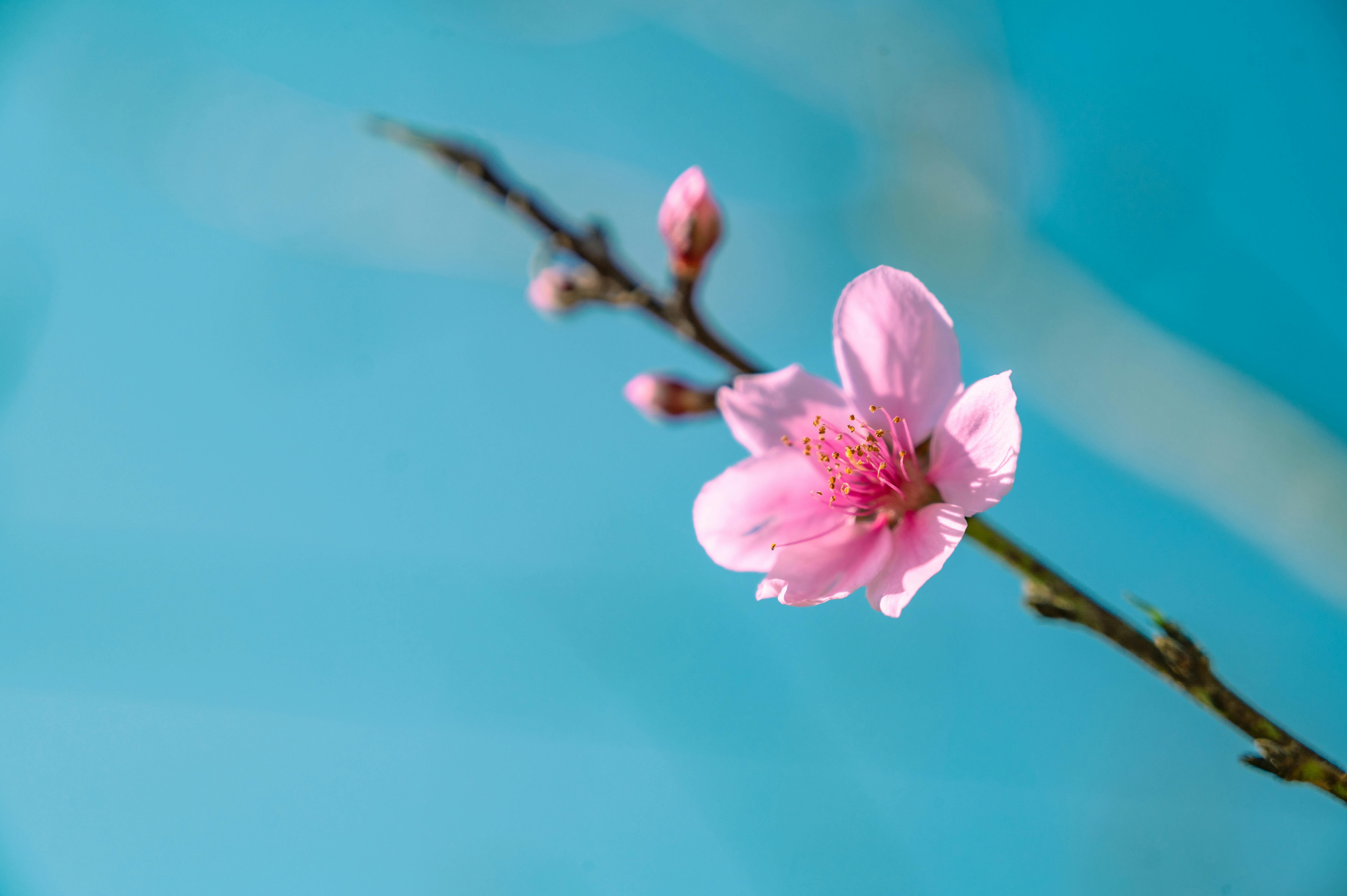 A vibrant pink cherry blossom branch against a bright blue sky background.