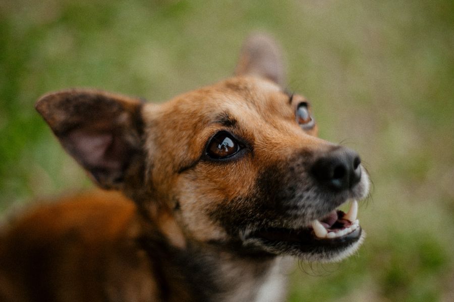 Happy dog, calm grooming session