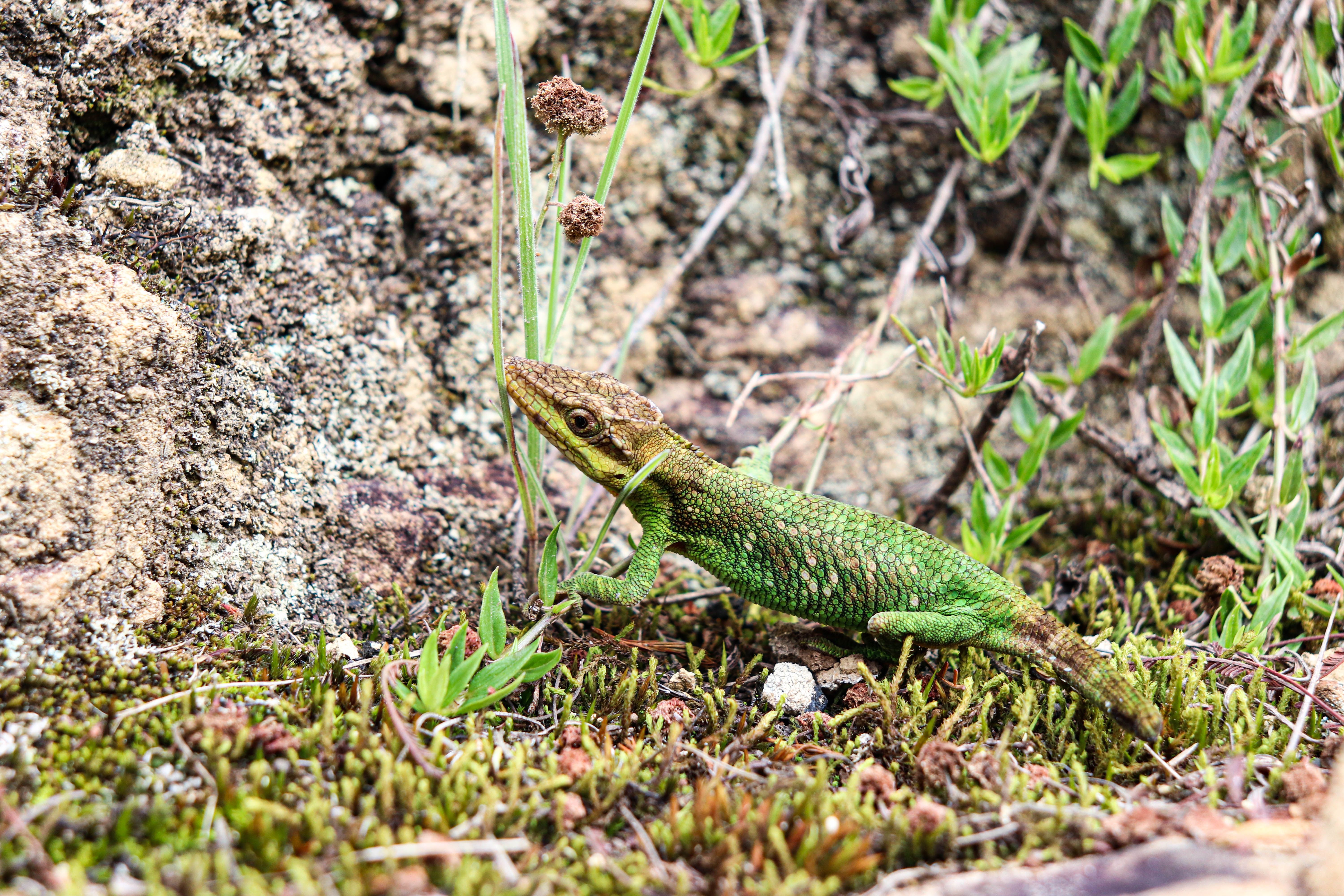 Vibrant Green Lizard in Natural Habitat · Free Stock Photo