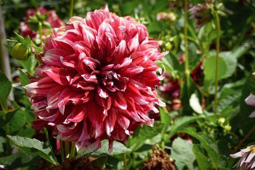 Free Close-up of a striking red dahlia flower, showcasing intricate petals in a lush garden. Stock Photo