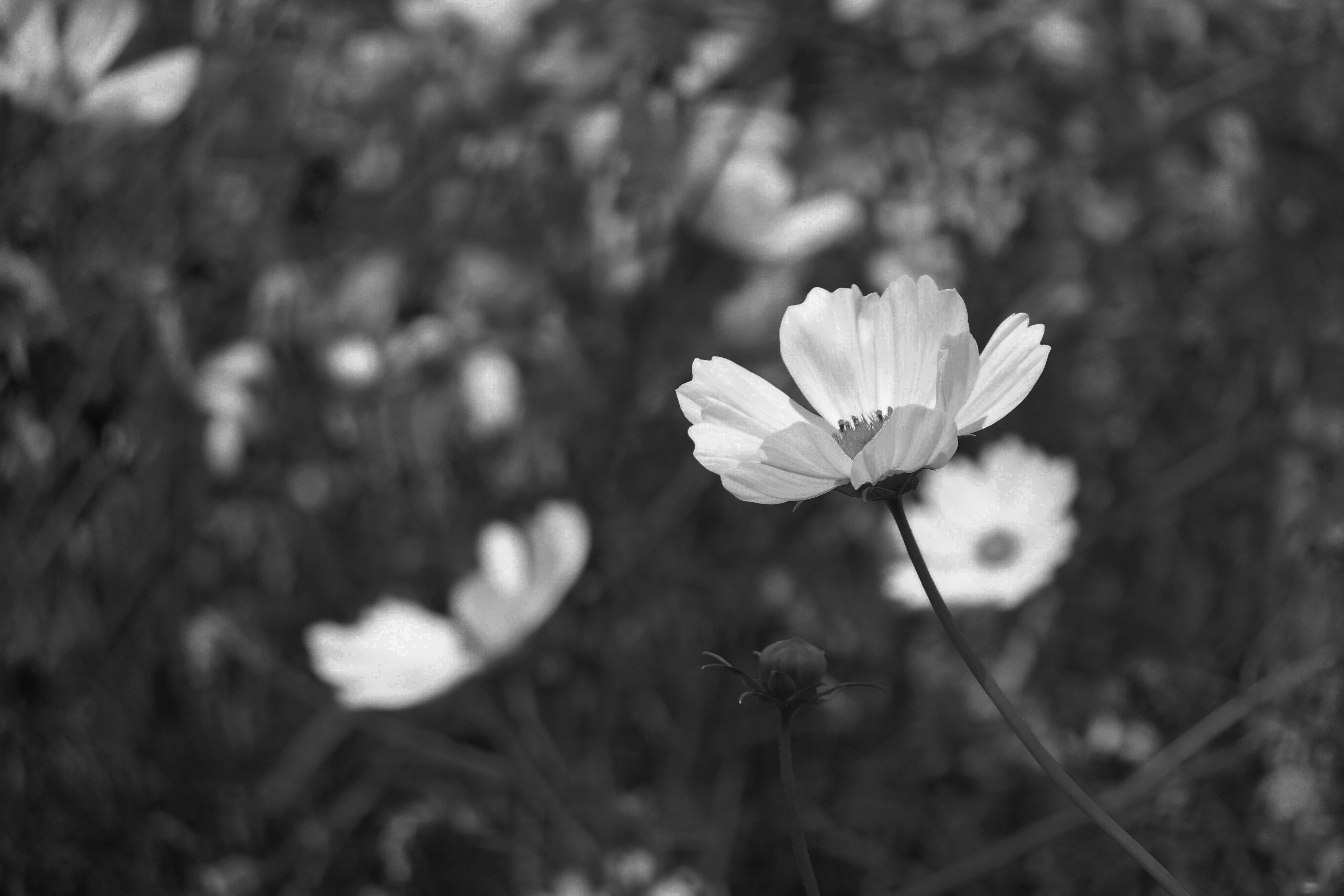 Black and White Cosmos Flower in Bloom · Free Stock Photo