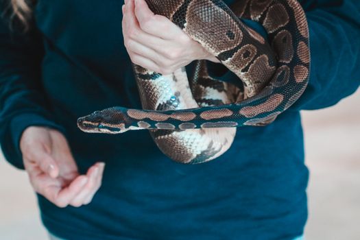 pythons photo