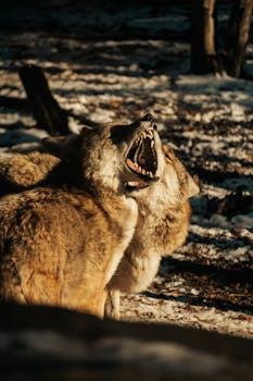 Two wolves captured in an action pose within a sunlit winter forest, depicting wildlife behavior.