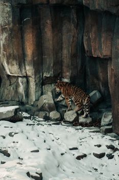 Siberian Tiger roaming in a rugged snowy landscape, displaying natural majesty and wildlife beauty.
