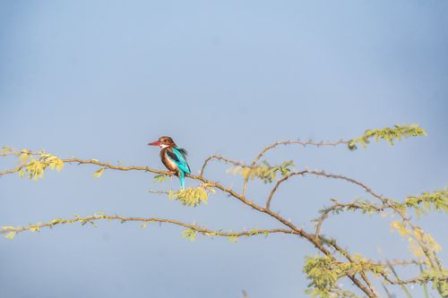 Free A vibrant White-throated Kingfisher perched on a thorny branch against a clear sky. Stock Photo