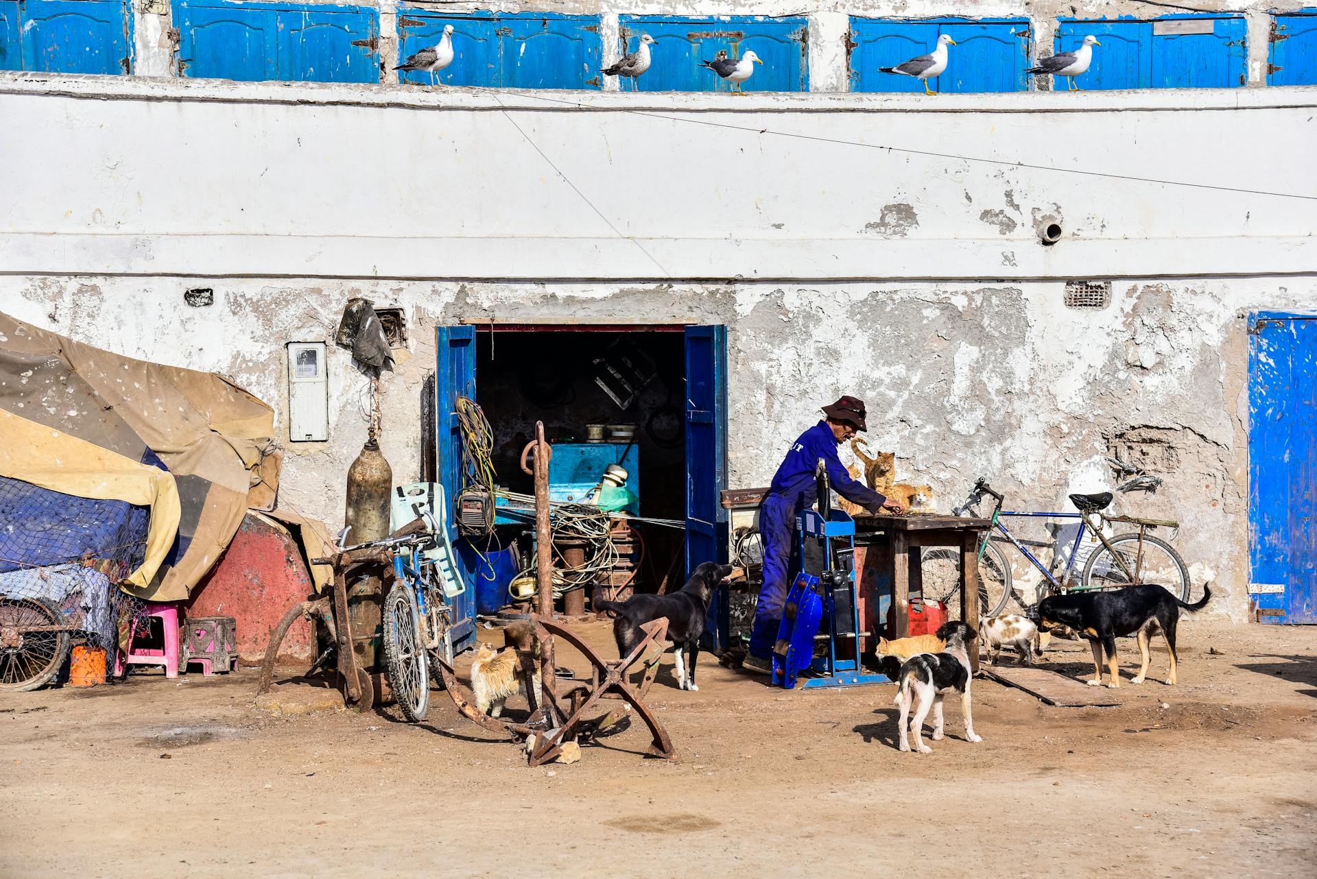 Vibrant outdoor scene in Essaouira featuring a local man and dogs near a workshop.