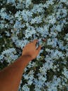 一只手伸向郁郁葱葱的蓝色花朵，象征着与自然的联系