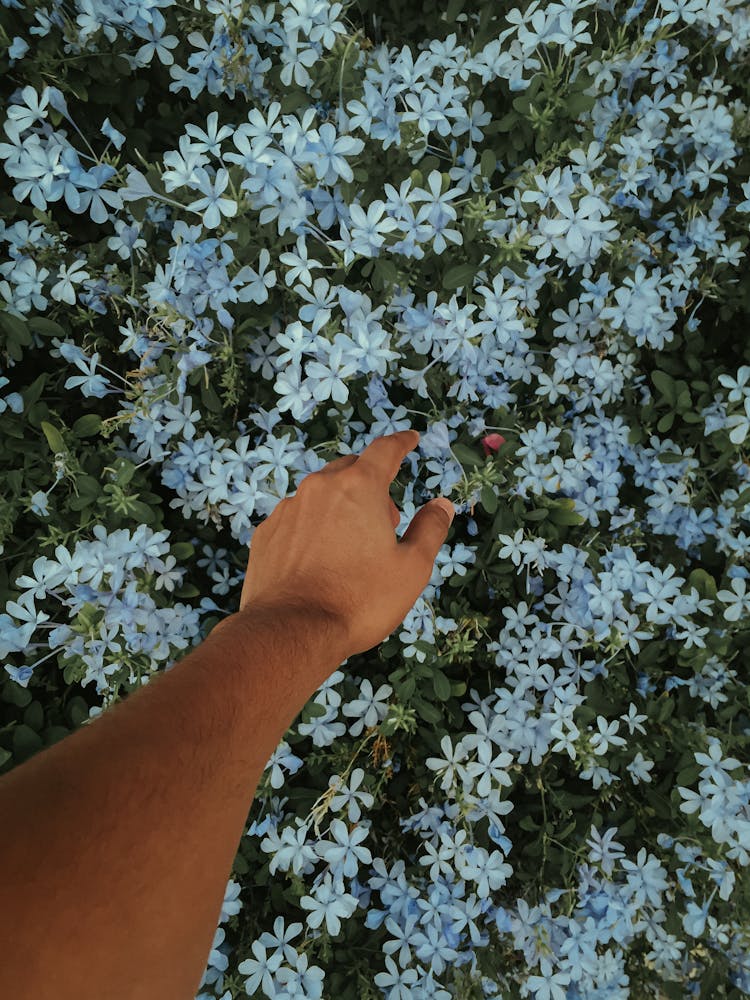 Photo Of Person Reaching Flowers