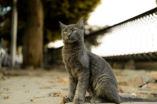 Free A solitary gray cat sits attentively on an urban sidewalk, exuding serenity. Stock Photo