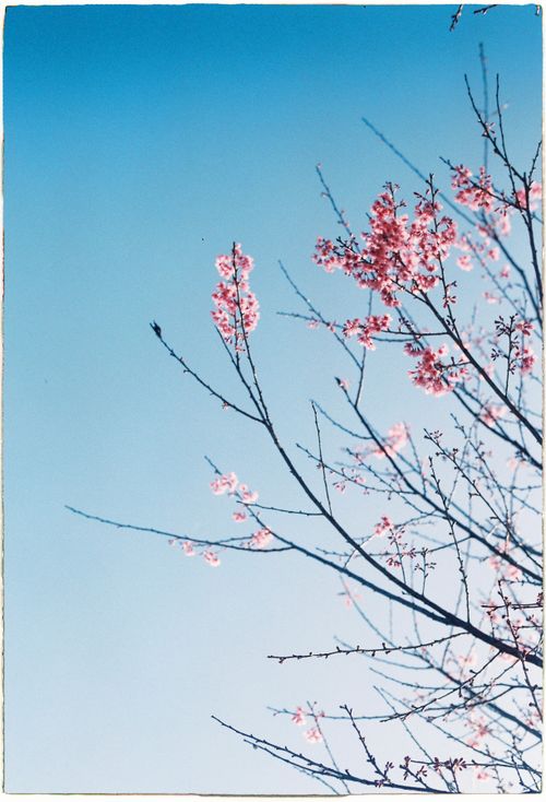 Free Delicate cherry blossoms in full bloom against a serene blue sky. Stock Photo