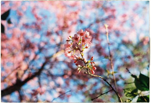 Free Close-up of cherry blossoms with a vibrant blue sky background, capturing the essence of spring. Stock Photo
