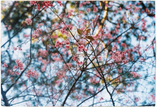 Beautiful pink cherry blossoms in spring against a clear blue sky.