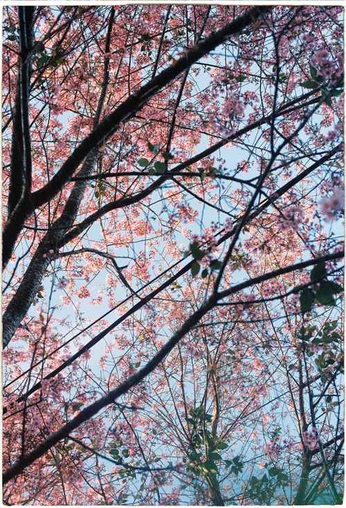 Free Beautiful cherry blossoms against a serene blue sky, capturing spring's essence. Stock Photo