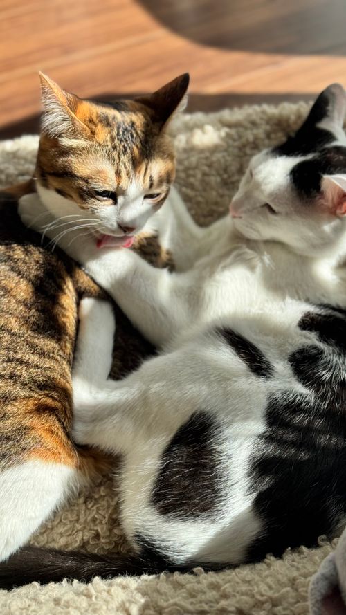 Free Two cats cuddling on a cozy rug, basking in warm sunlight indoors. Stock Photo