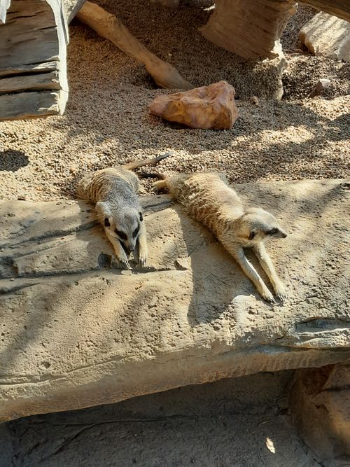Free Two meerkats lying on a rock in the sun, displaying relaxed behavior in a natural enclosure. Stock Photo