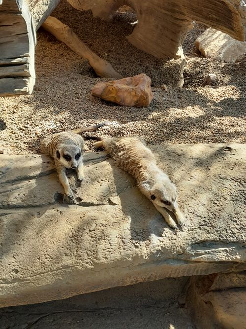 Free Two meerkats lounging on a rock under the sun, showcasing their playful nature. Stock Photo