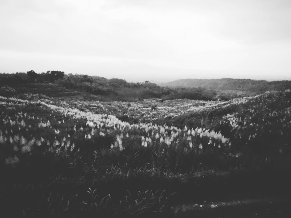 Monochrome Photo Of Field