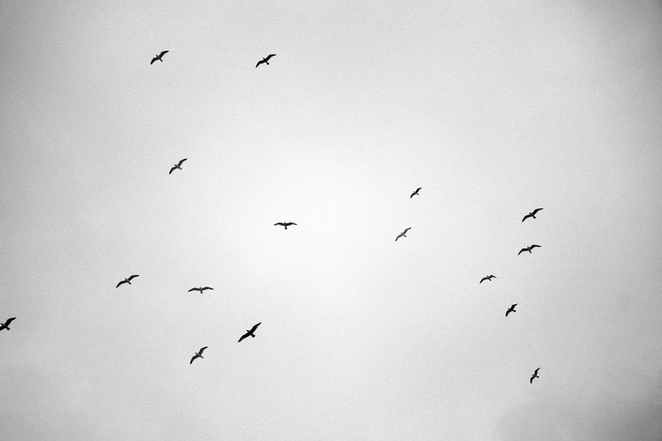Monochrome image of flying birds silhouetted against a cloudy sky.