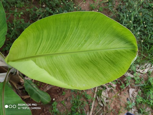 Free stock photo of banana, banana leaf, big leaf