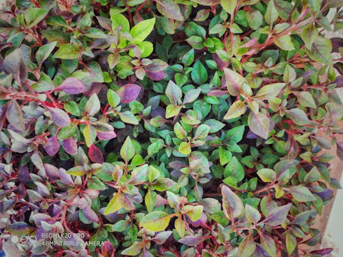 Free stock photo of alternanthera sessilis, colour spinach, garden