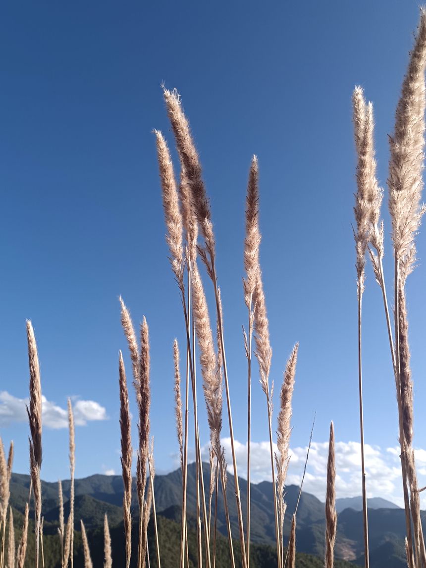 Golden tall grasses against a clear blue sky — photo by Rowes Scattney Eber on Pexels