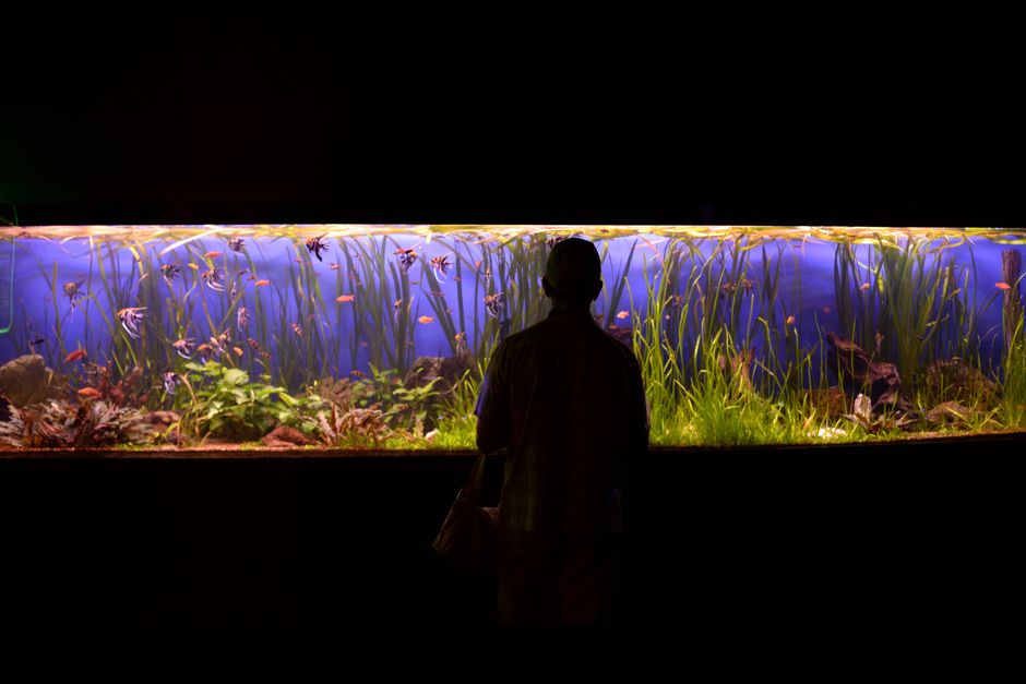 LED aquarium light planted fish freshwater