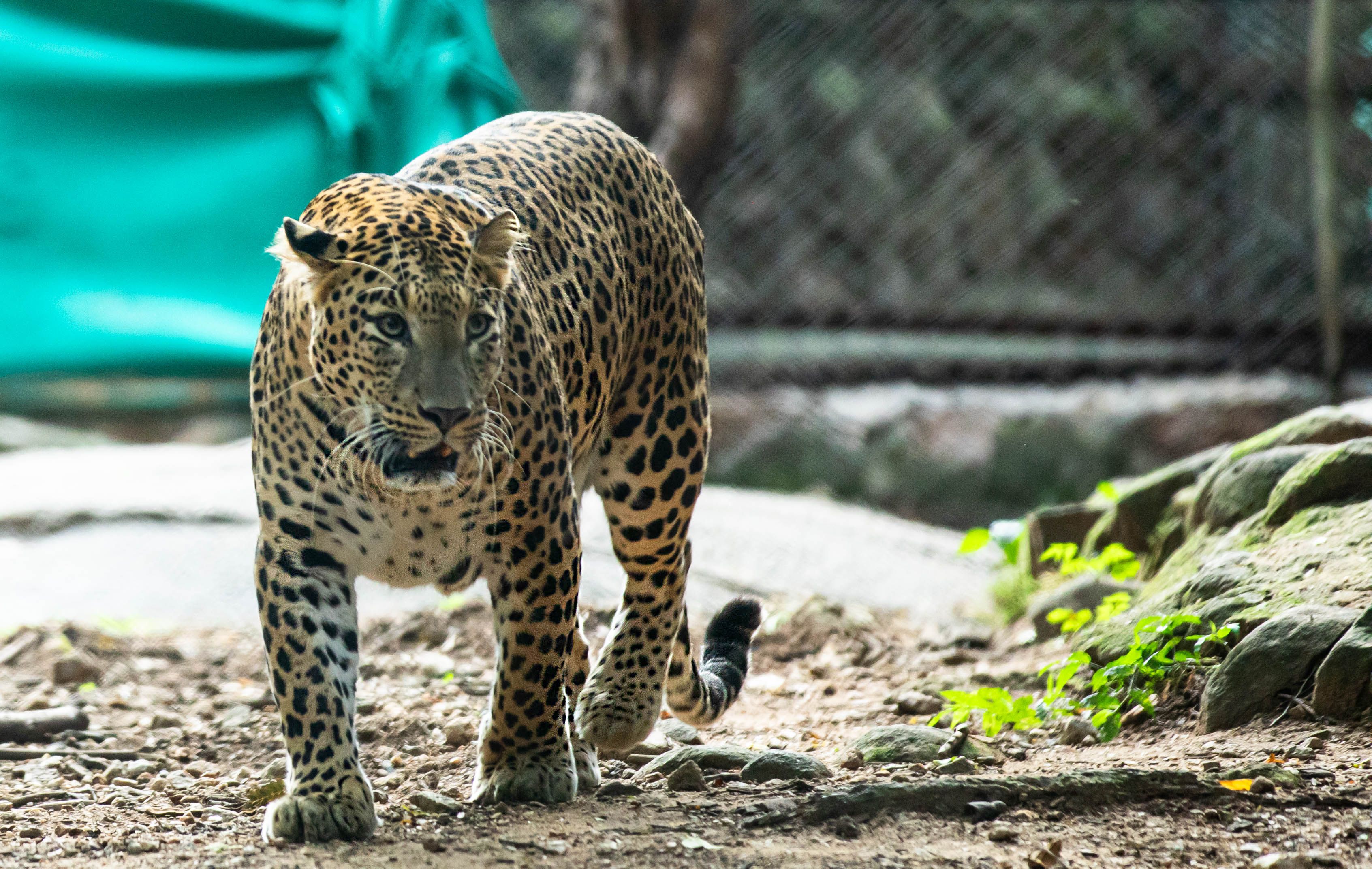 All Inclusive Bangalore Full or Half Day Tour with Pickup