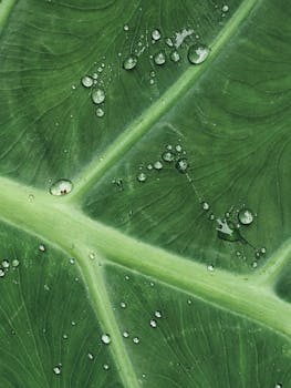 Detailed macro photograph of a green leaf with glistening water droplets on its surface.